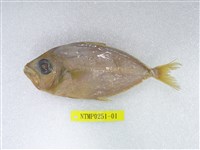 藏品(小牙鰏)的圖片